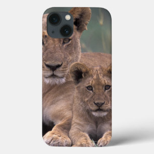 África, Botswana, delta de Okavango. Leões