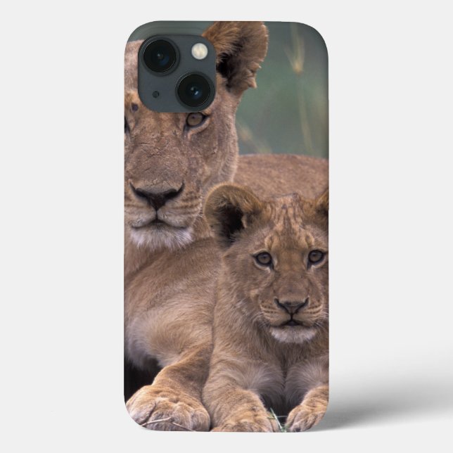 África, Botswana, delta de Okavango. Leões (Verso)