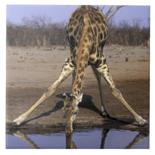 África, Botswana, parque nacional de Chobe, giraf