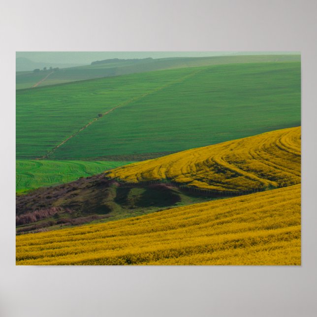 África do Sul Paisagem Rural Canola Fields Poster (Frente)