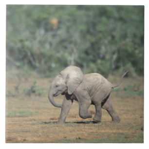 África do Sul, Parque Nacional Addo Elephant. Bebê