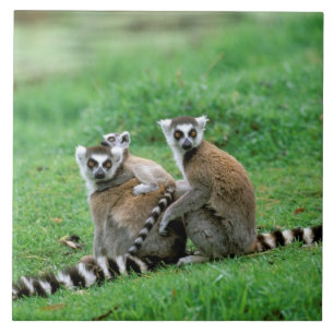 África, Madagascar, Antananarivo, Tsimbazaza