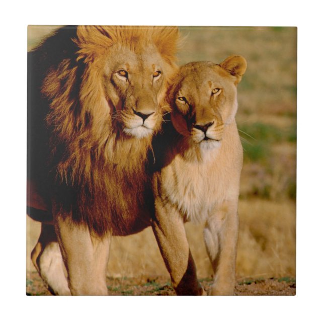 África, Namíbia, Okonjima. Leão e leoa (Frente)