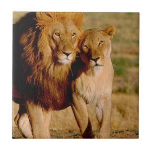 África, Namíbia, Okonjima. Leão & leoa
