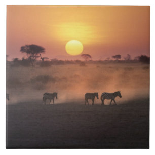 África, Quênia, Amboseli NP. Zebras caminham até a