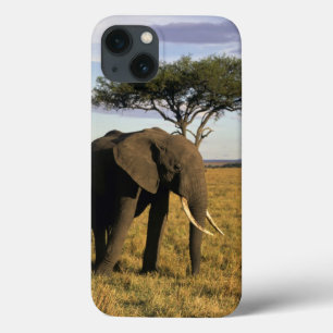 África, Quênia, Maasai Mara. Um elefante no