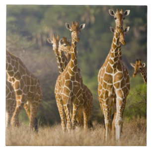 África. Quênia. Manada de girafas-reticuladas