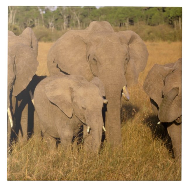 África, Quênia, Masai Mara. Elefante Africano (Frente)