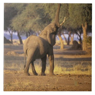 África, Quênia, Masai Mara. Elefante (Loxodonta