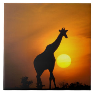 África, Quênia, Masai Mara. Girafa (Giraffa