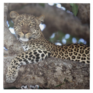 África. Quênia. Masai Mara. Leopardo (Panthera