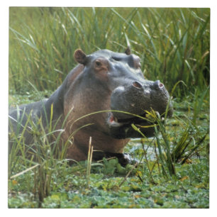 África, Quênia, Masai Mara NR. Uma hipopótamo mãe