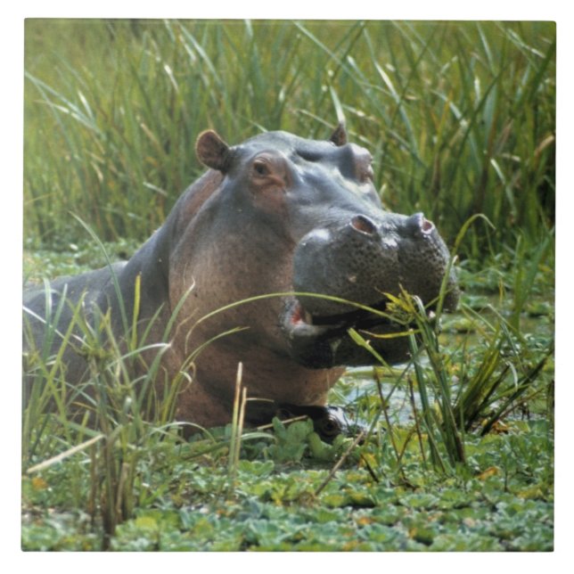 África, Quênia, Masai Mara NR. Uma mãe hippo (Frente)