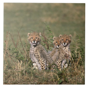 África; Quênia; Masai Mara; Três filhotes de chita