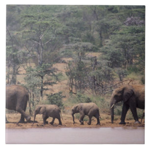 África, Quênia, Nanyuki, Mpala. Africano