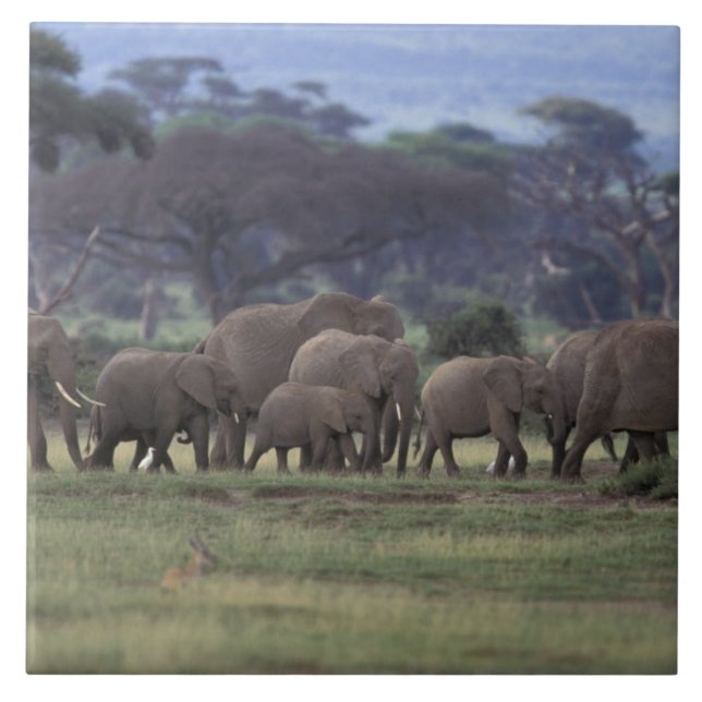 África, Quênia, Parque Nacional de Amboseli. Afric (Frente)