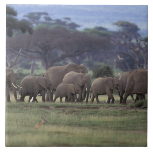 África, Quênia, Parque Nacional de Amboseli. Elefa