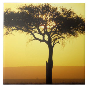 África, Quênia, Reserva de Caça Masai Mara, Nascen