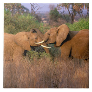 África, Quênia, Samburu. Desafio de elefante