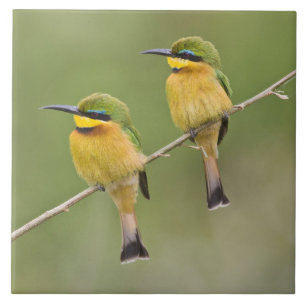 África. Tanzânia. Abelharinhos em Manyara