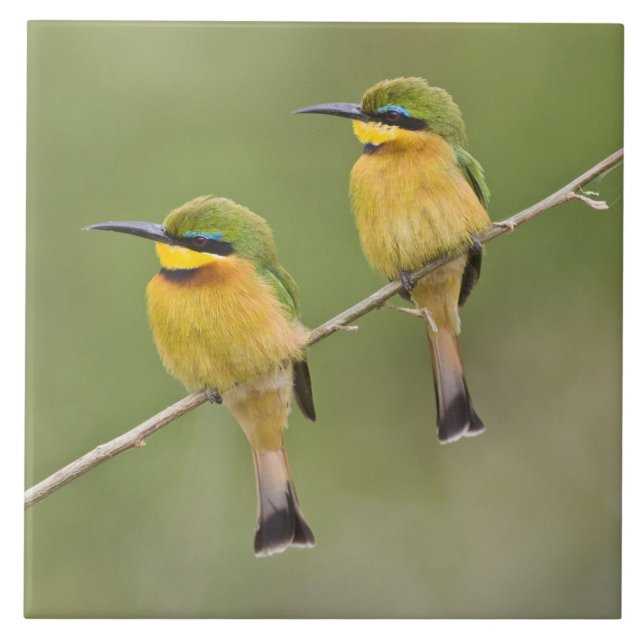 África. Tanzânia. Abelharinhos em Manyara (Frente)