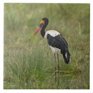 África. Tanzânia. Cegonha-de-bico-vermelho macho