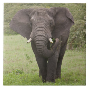 África Tanzânia Elefante na Cratera de Ngorongoro