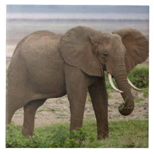 África. Tanzânia. Elefante no Parque Nacional do L