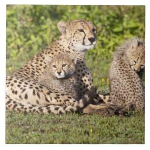África. Tanzânia. Mãe de chita e filhotes 2