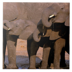 África, Tanzânia, Parque Nacional de Tarangire.