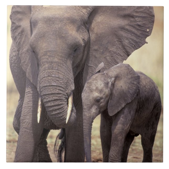 África, Tanzânia, Parque Nacional de Tarangire. 2 (Frente)