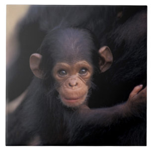 África, Tanzânia, Parque Nacional Gombe