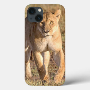 África, Tanzânia, Serengeti. Leão e leoa