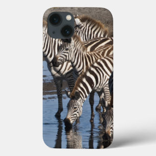 África. Tanzânia. Zebras bebendo em Ndutu