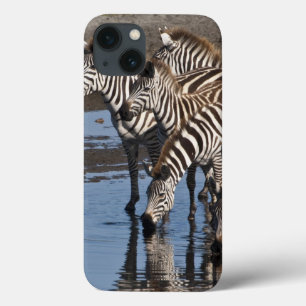África. Tanzânia. Zebras bebendo em Ndutu