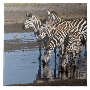África. Tanzânia. Zebras bebendo em Ndutu