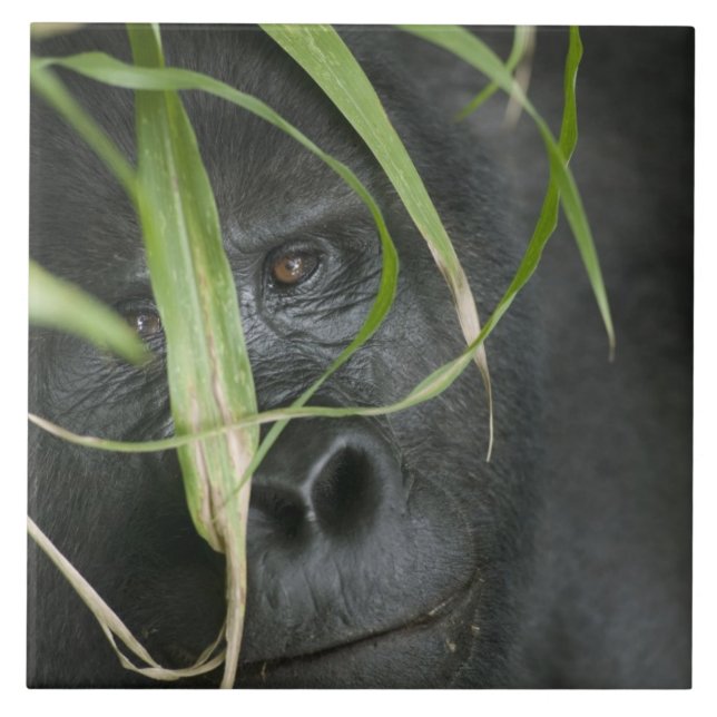 África, Uganda, Bwindi (Frente)