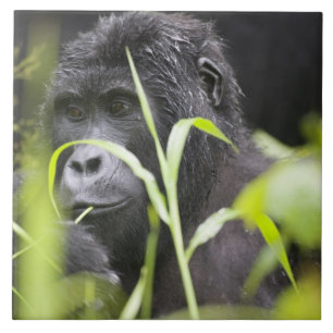 África, Uganda, nacional impenetrável de Bwindi