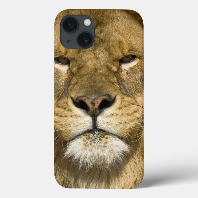 African Barbary Lion, Panthera leo leo, one of (Verso)