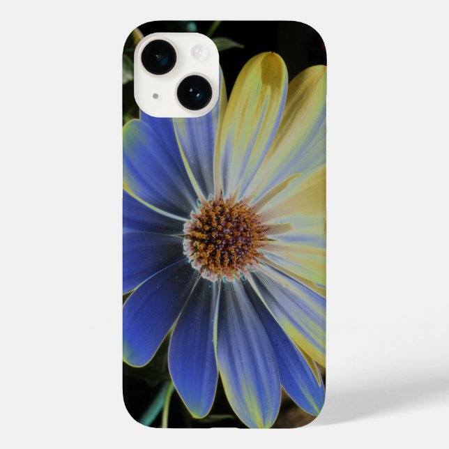 African Daisy Lapis e Dourada (Verso)