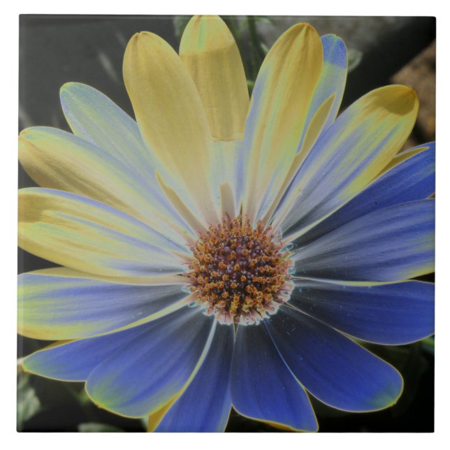 African Daisy Lapis e Dourado Azulejo (Frente)