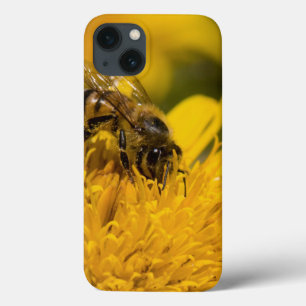 African Honey Bee With Pollen Sacs Feeding