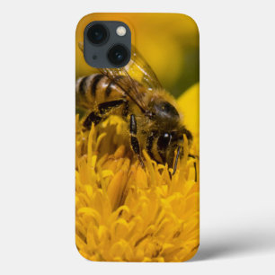African Honey Bee With Pollen Sacs Feeding