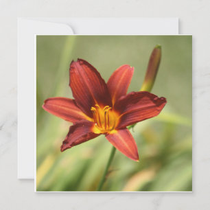 African Lily