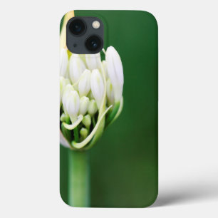 African Lily, Agapanthus Praecox, Cidade do Cabo