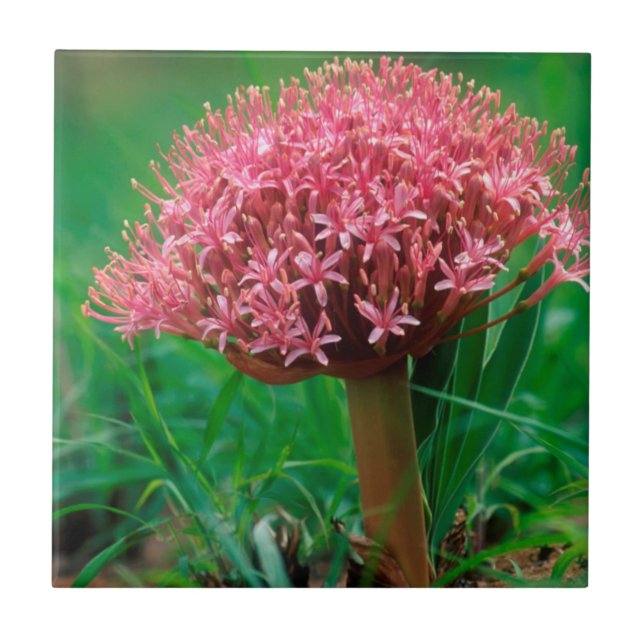 African Lily (Agapanthus Praecox), Mala Mala (Frente)