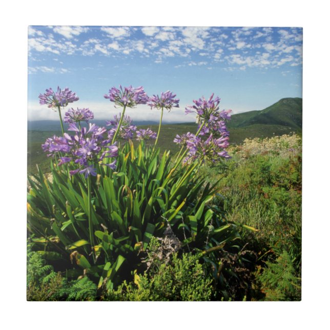 African Lily (Agapanthus praecox), Mossel Bay (Frente)