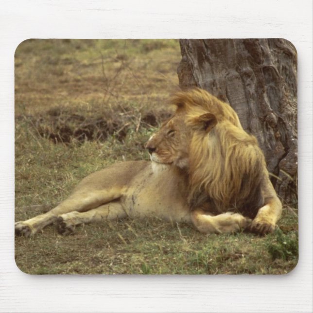 African Lion Mousepad (Frente)