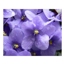African Violets Macro Floral Impressão