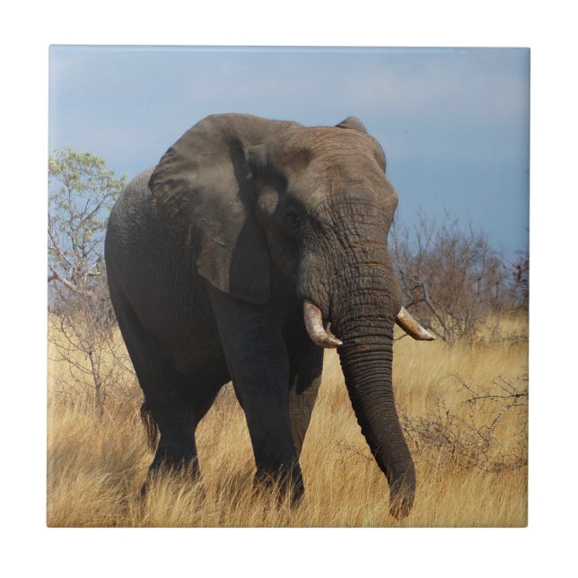 Africano Elphant (Frente)
